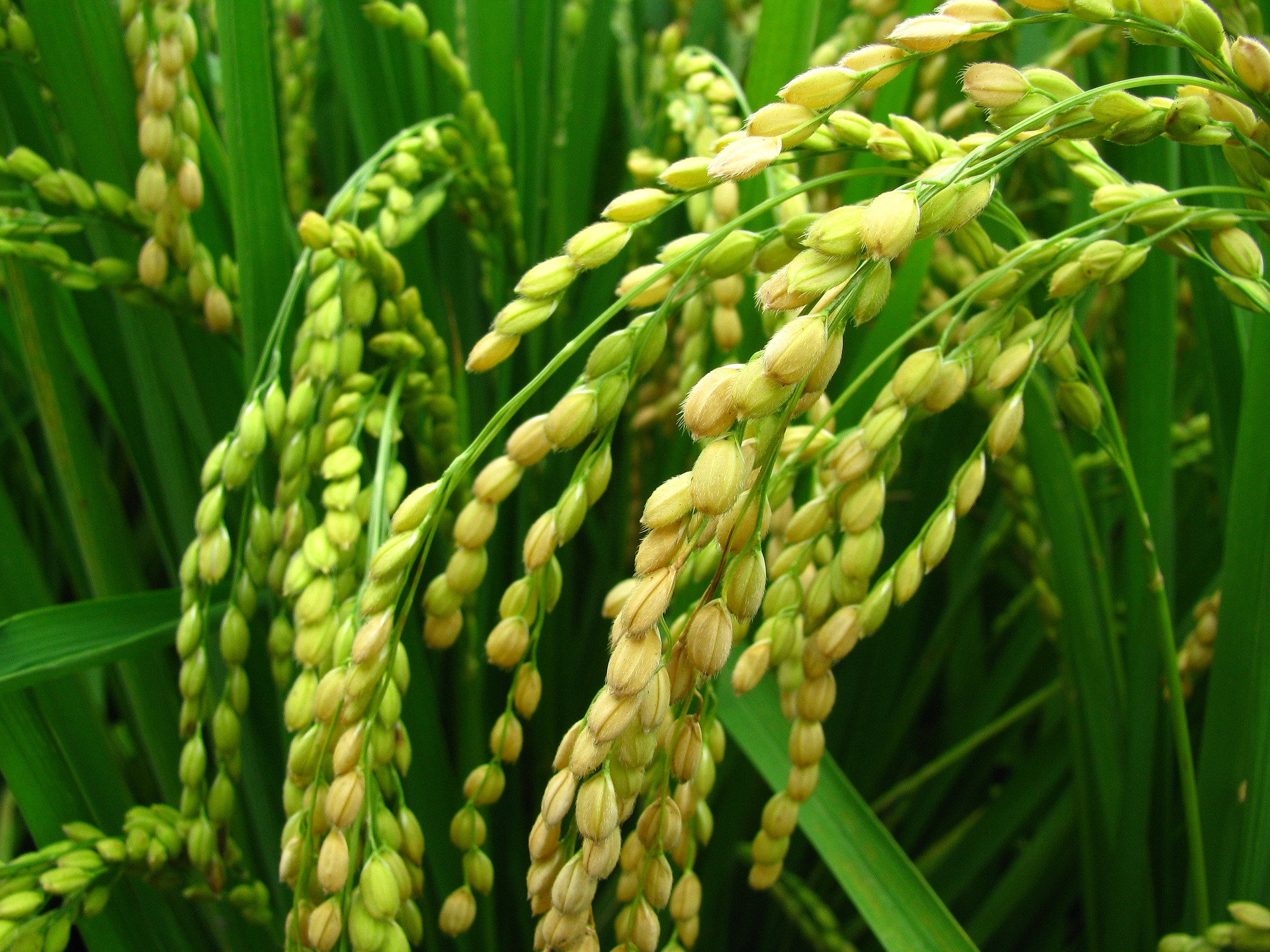 上海科学家发现一种新抗热基因，有助于应对气候变暖下的粮食安全问题 高温下多结实82.1%，水稻也能“心静自然凉”