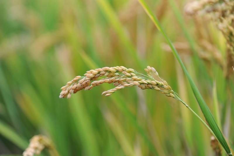 解析“植物胰岛素” 科学家发现水稻增产新机制