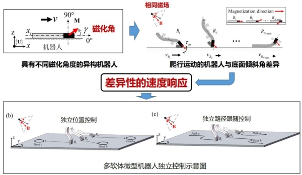 深圳先进院在多个磁驱动软体微型机器人的独立控制研究中取得进展