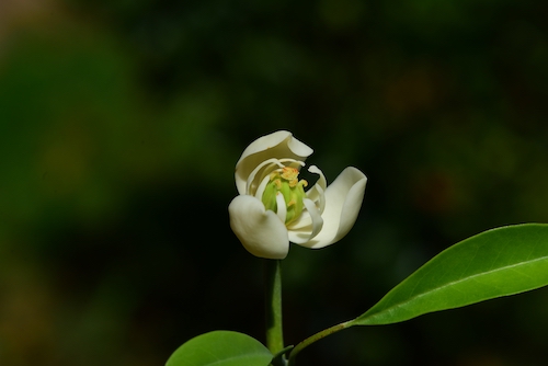 等了20年，焕镛木在昆明植物园首次开花