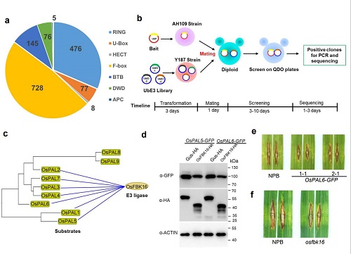 科学家创制首个植物E3泛素连接酶文库