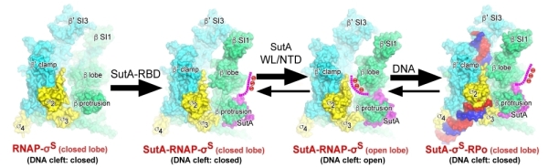科学家解析致病菌中新型转录调控的分子机制