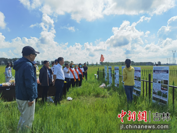“黑土粮仓”科技会战大安示范区种草治理盐碱地