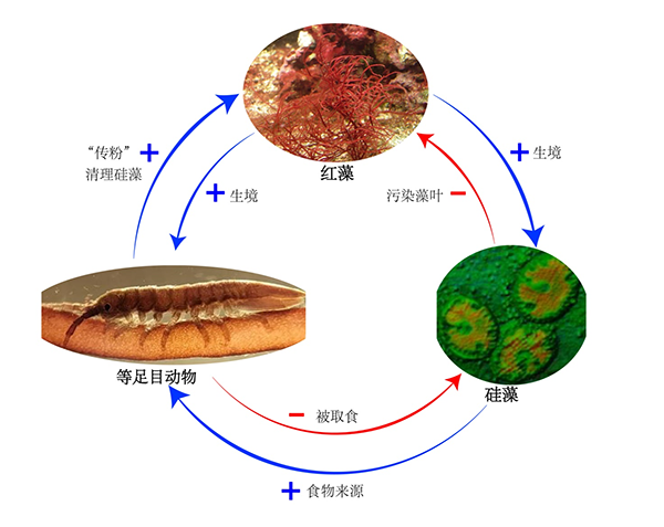 《科学》评述非绿色植物传粉新发现