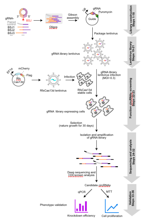 分子细胞卓越中心建立基于CRISPR-Cas13技术的环形RNA功能筛选新方法