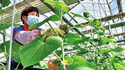 科技兴农开花结果