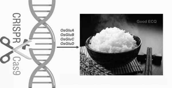 调控蛋白质：另辟蹊径做“好”米饭
